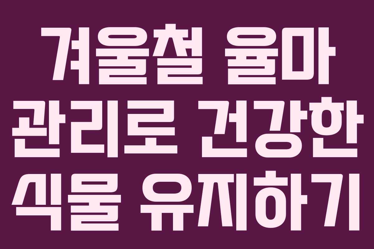 겨울철 율마 관리로 건강한 식물 유지하기