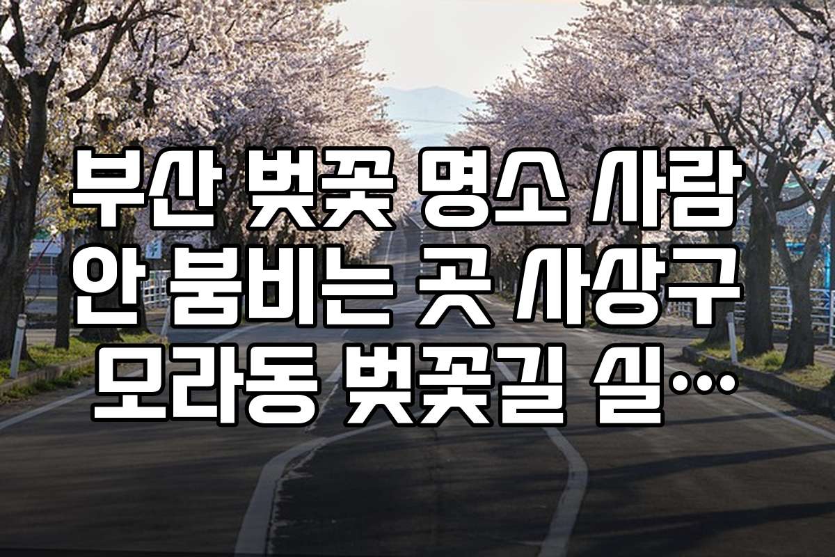 부산 벚꽃 명소 사람 안 붐비는 곳 사상구 모라동 벚꽃길 실시간