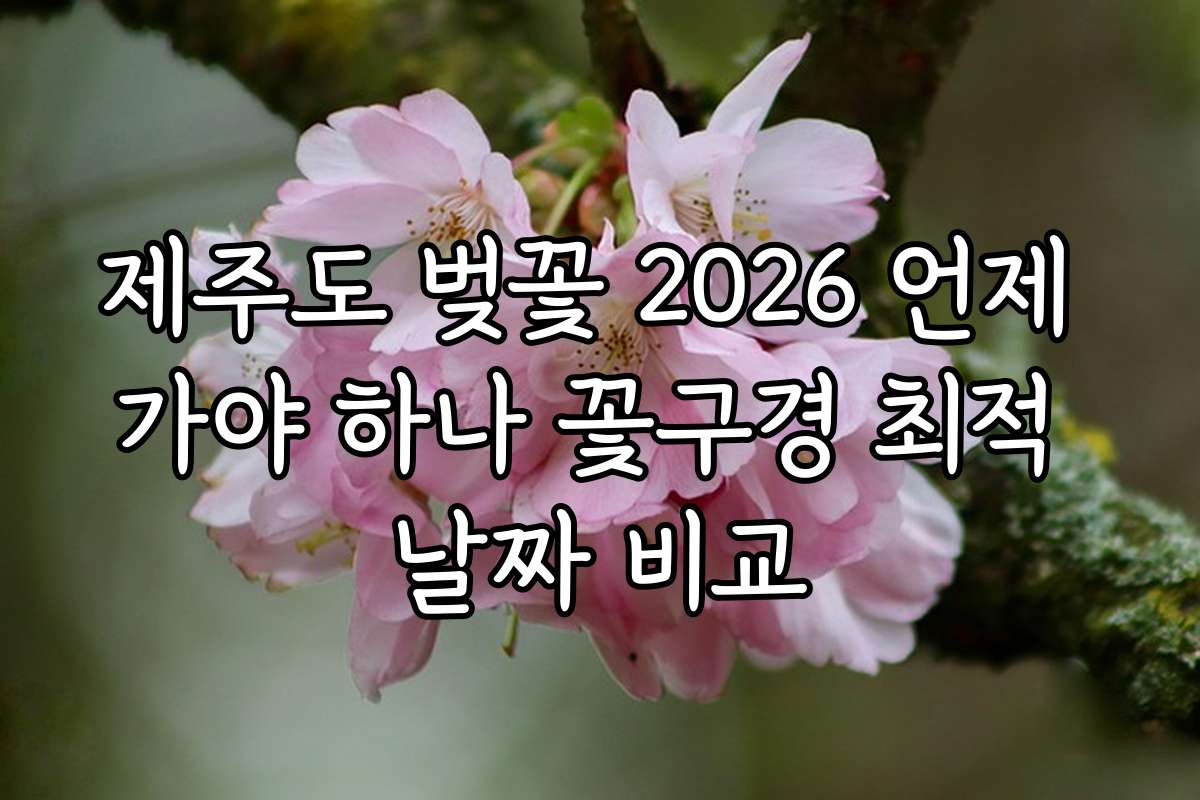 제주도 벚꽃 2026 언제 가야 하나 꽃구경 최적 날짜 비교